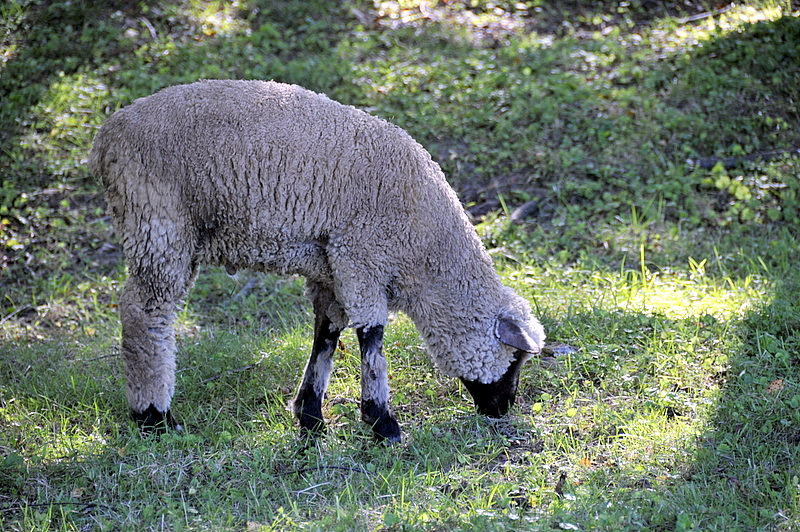 Photo from Berlin Heights, Ohio