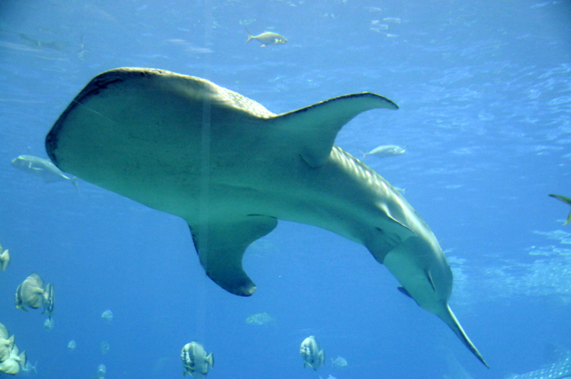 Photo from Atlanta, Georgia