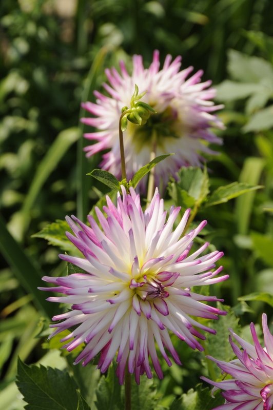 Photo from Shelburne Falls, Massachusetts
